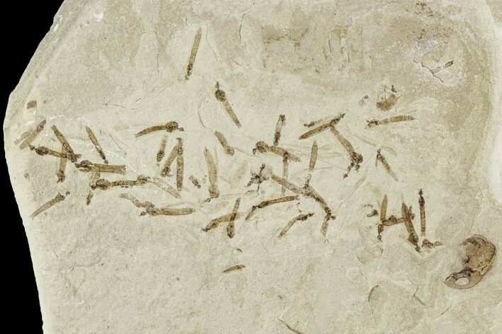 Fossil Cranefly Larva Cluster - Green River Formation, Utah #111385